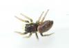 Heliophanus auratus